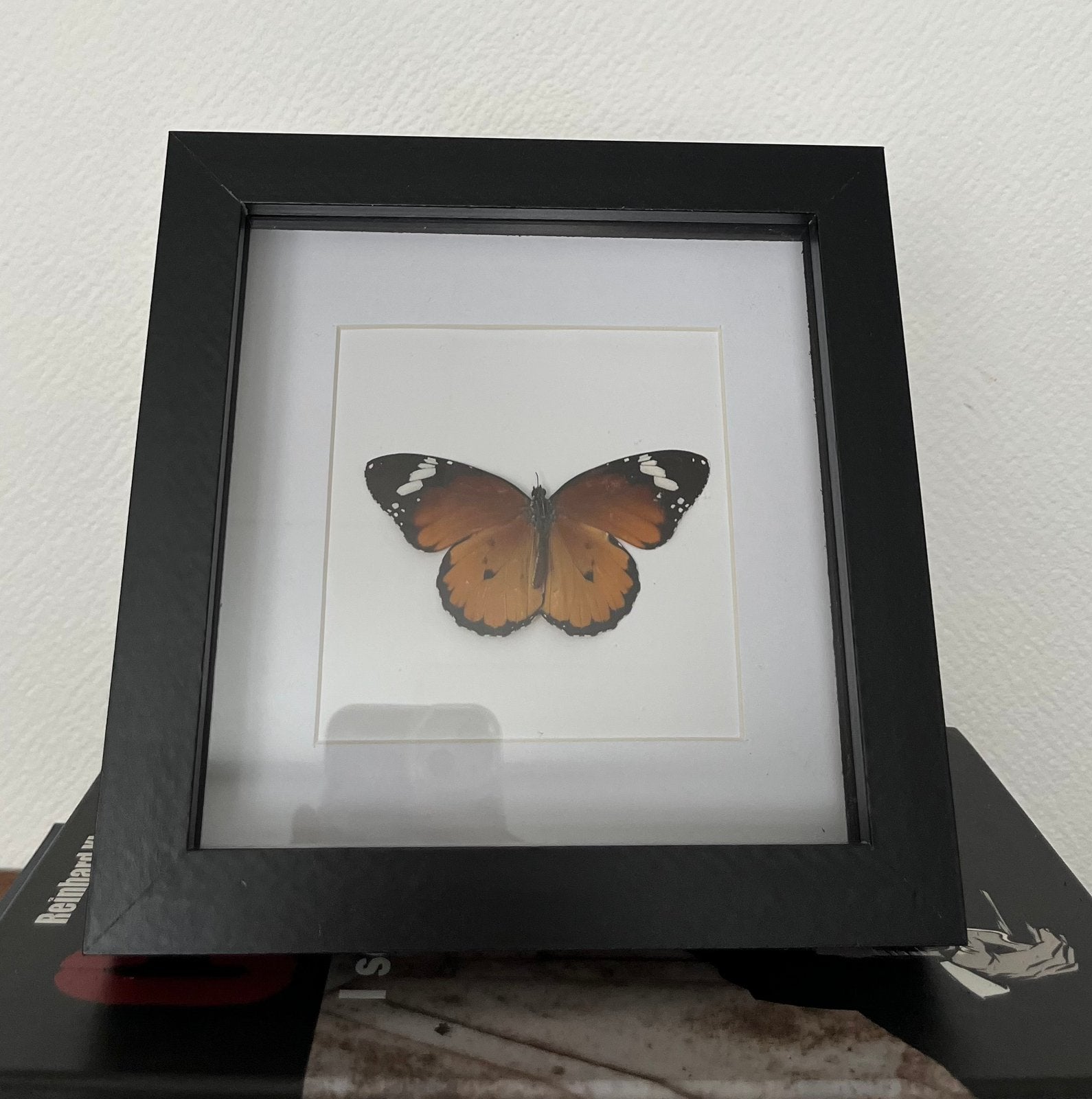 Opgezette vlinder, Ophalen of Verzenden, Nieuw, Insect, Opgezet dier