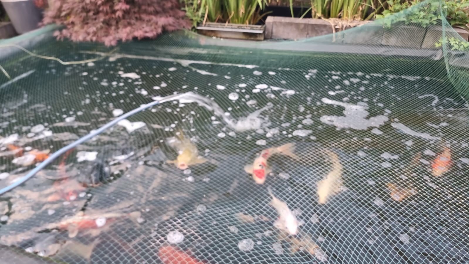 Koivijver incl koi en toebehoren., Tuin en Terras, Vijvers, Ophalen