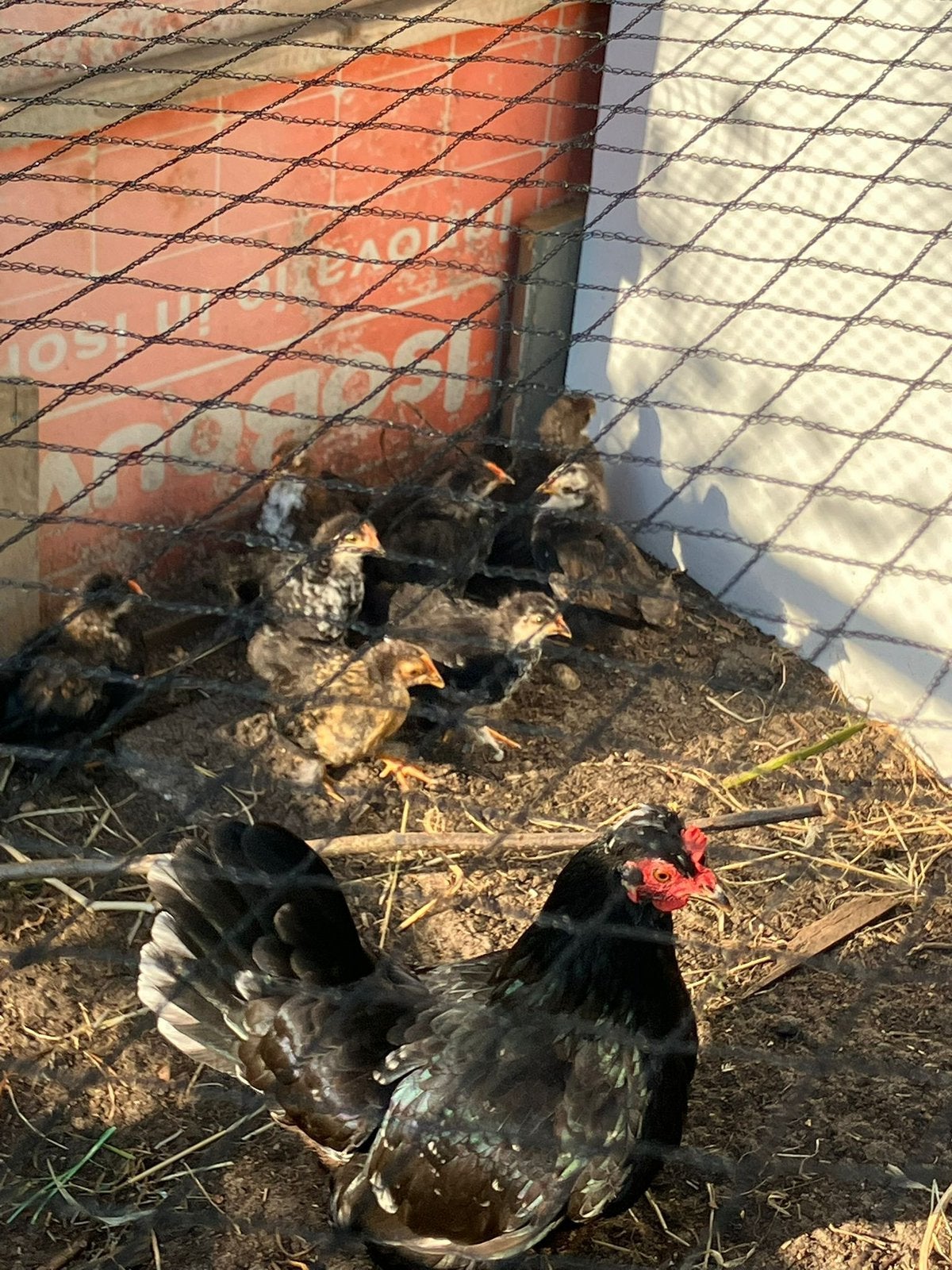 Kuikens, Meerdere dieren, Kip
