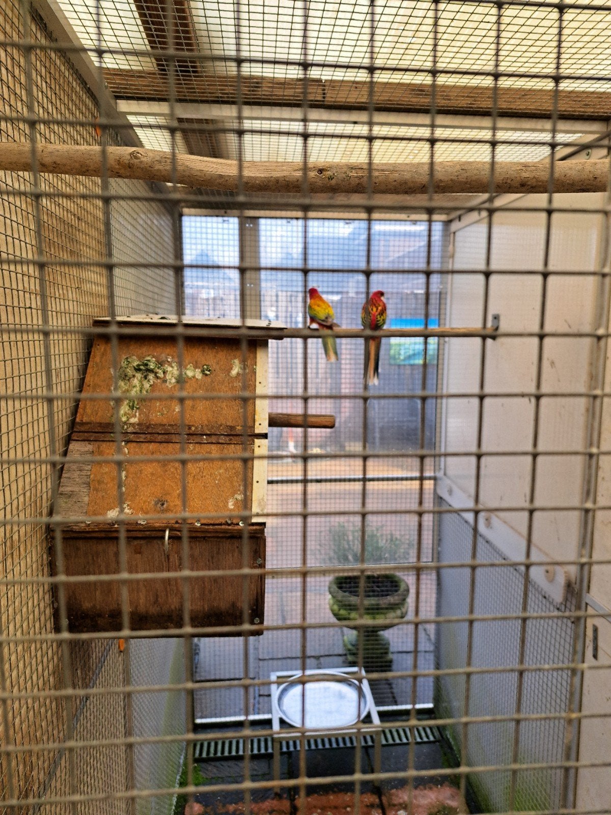 pracht rosella koppel., Dieren en Toebehoren, Meerdere dieren, Parkiet, Geringd