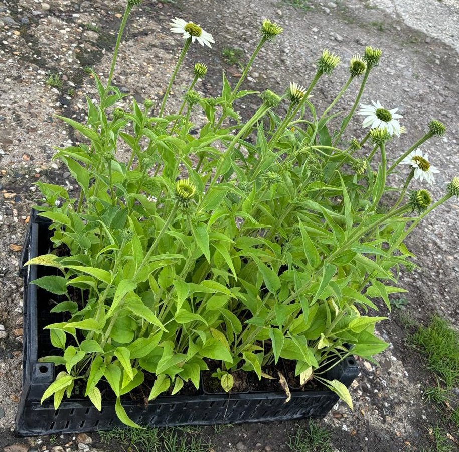 Echinacea purpurea 'White Swan' / Zonnehoed P9 en 2 L pot, Ophalen of Verzenden, Vaste plant