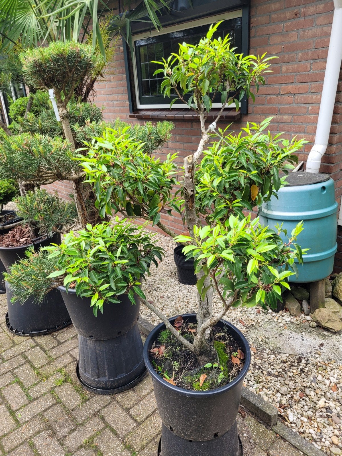 Portugese Laurier Vormsnoei - Prunus Lusitanica, Vaste plant, Halfschaduw, Lente, Ophalen