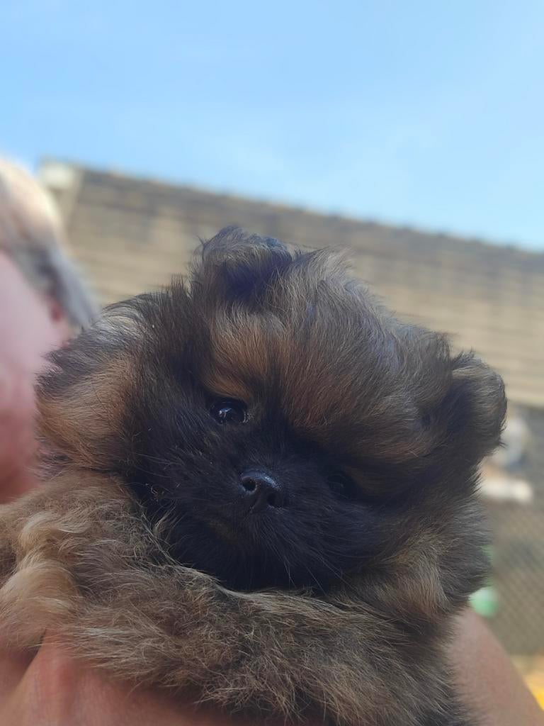 Pomeranian reu, Keeshond, Reu, Eén hond, Nederland