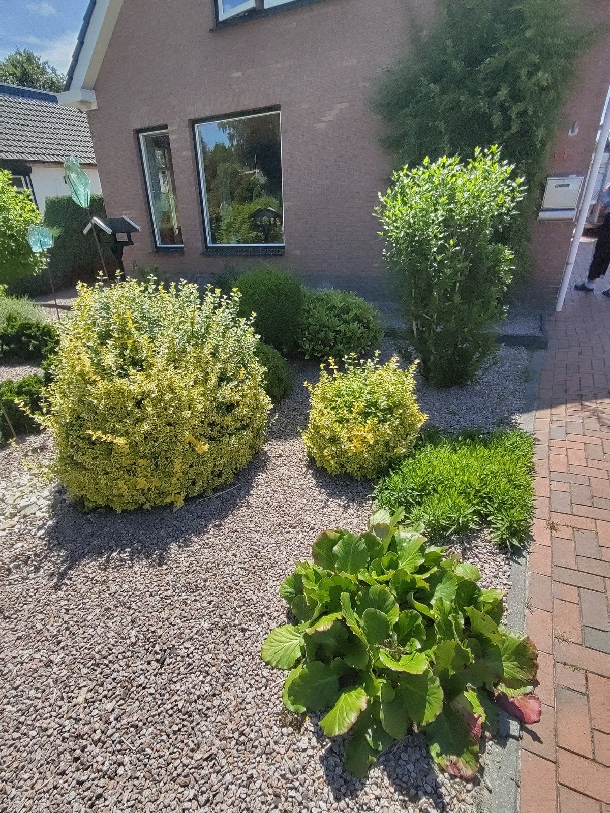 Tuinplanten gratis af te halen, Ophalen, Vaste plant, Overige soorten, Halfschaduw