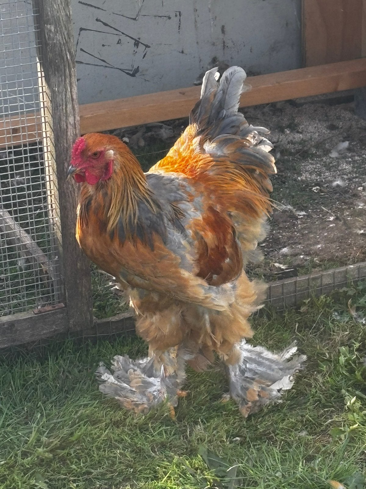 Grote Brahma hanen, Mannelijk, Kip