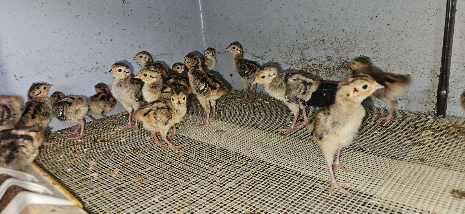 Bosfazant, Meerdere dieren, Overige soorten