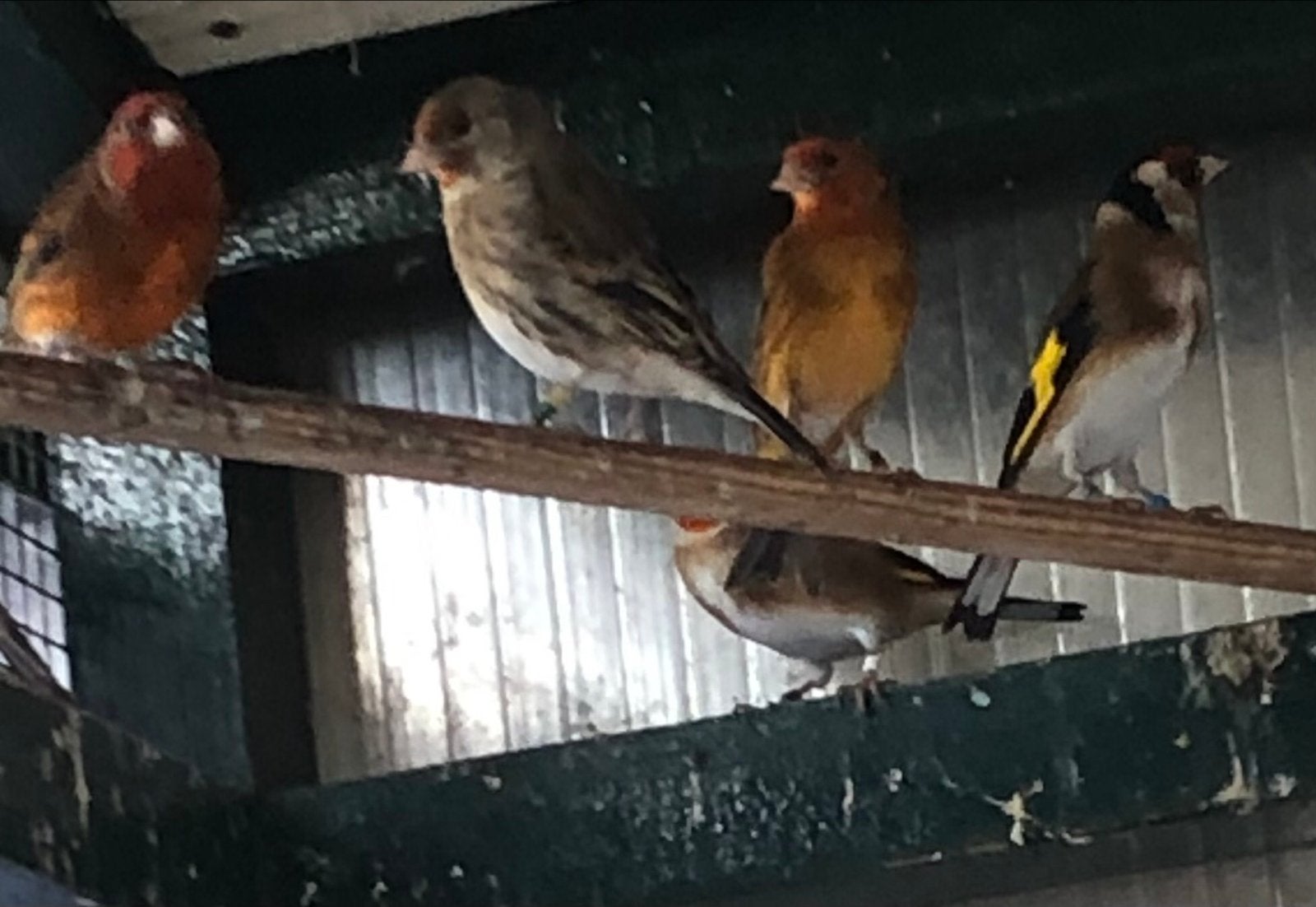 Bastaard mannen en poppen, Meerdere dieren, Wildzangvogel, Geringd