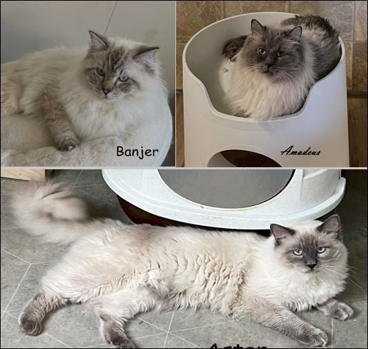 Ragdoll dekkaters met stamboom getest HCM/PKD (NIET TE KOOP), Dieren en Toebehoren, Katten en Kittens | Dekkaters, 3 tot 5 jaar