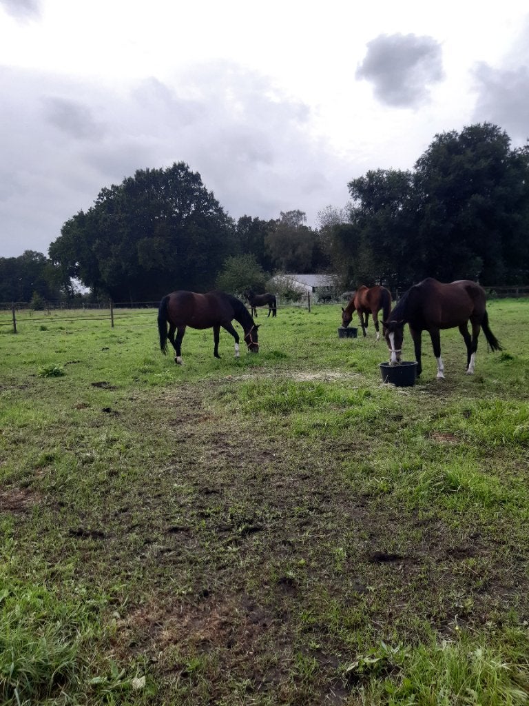 Plek vrij in onze sociale kudde in Langenboom, Stalling, 1 paard of pony