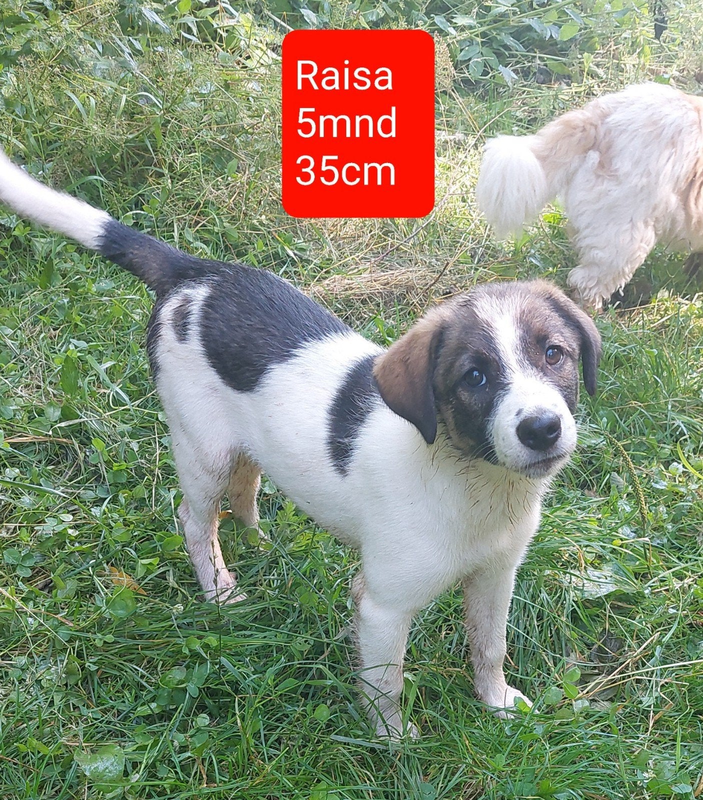 5 lieve rustige puppies zoeken hun familie!, Dieren en Toebehoren, Honden | Niet-rashonden, 15 weken tot 1 jaar, Handelaar, Buitenland
