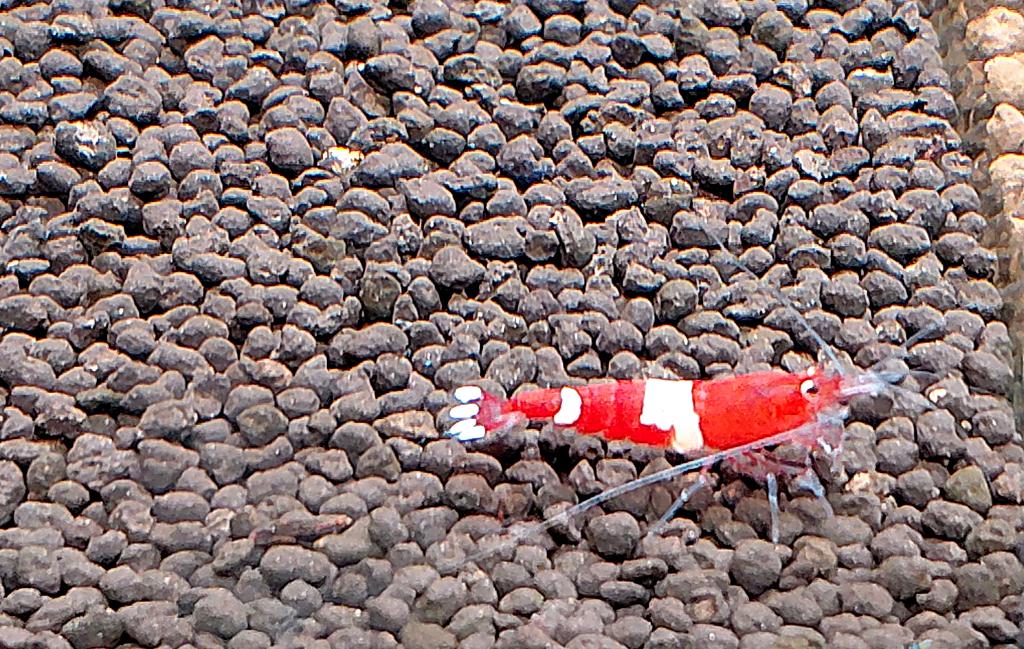 Red King Kong Garnalen – Caridina sp, Kreeft, Krab of Garnaal, Zoetwatervis