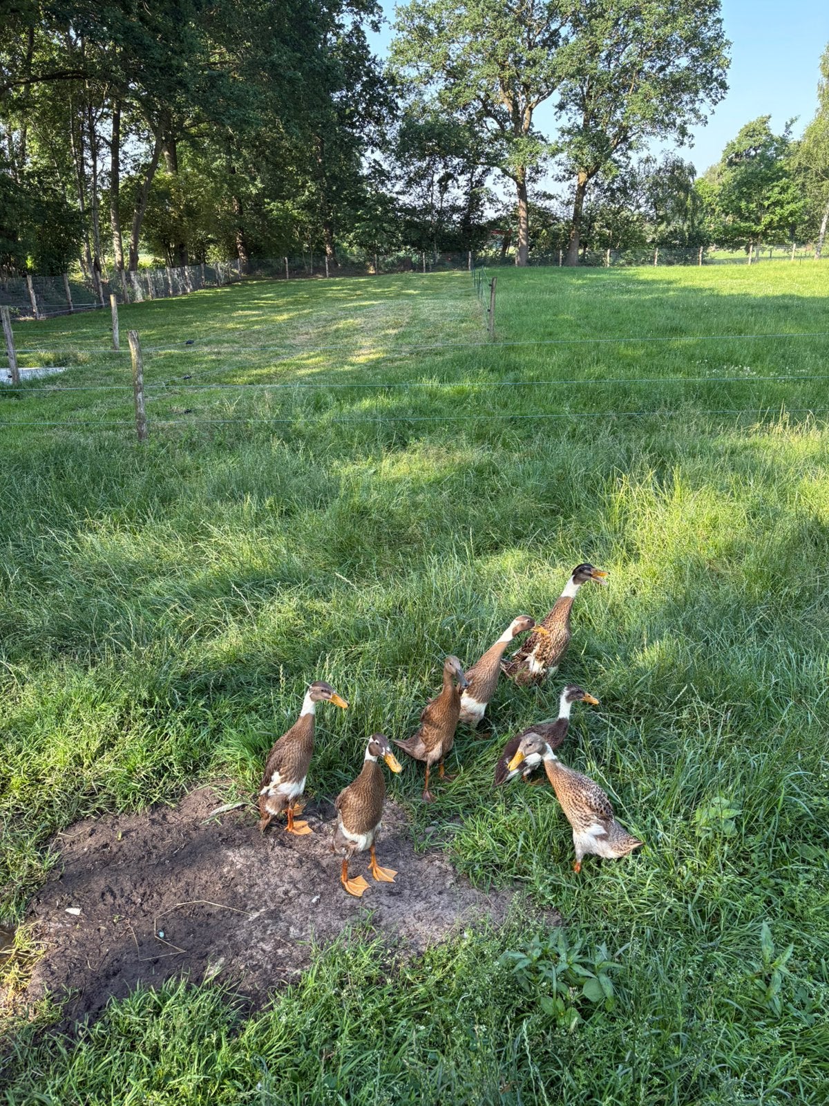 Indische loopeenden, Dieren en Toebehoren, Pluimvee, Meerdere dieren, Eend