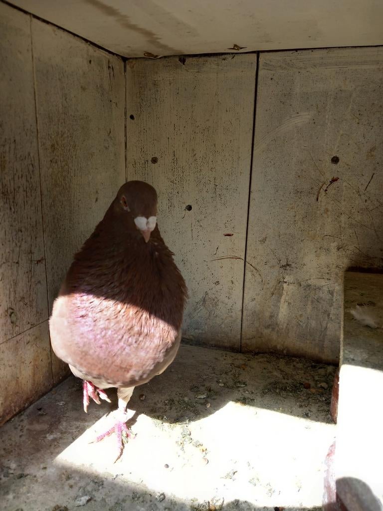 Kroppers, Dieren en Toebehoren, Vogels | Duiven, Vrouwelijk, Postduif