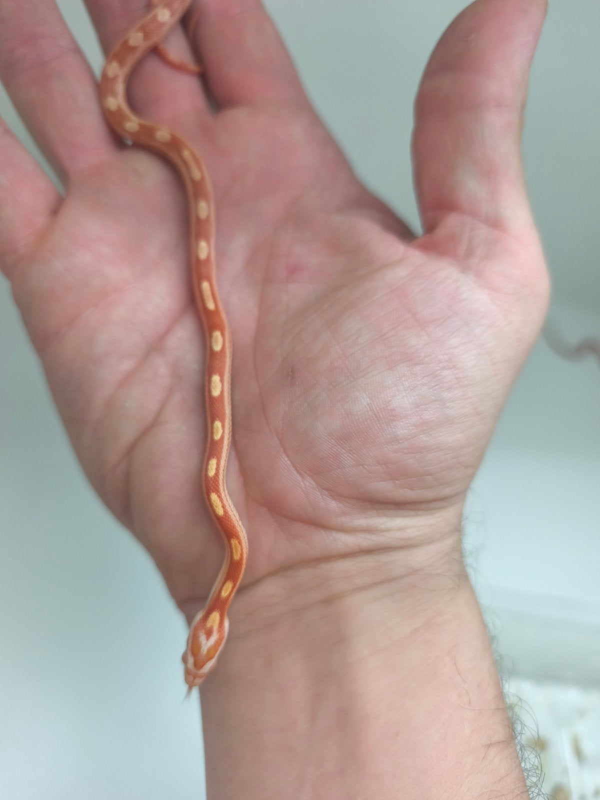 Jonge korenslangen te koop – diverse kleuren/patronen – eten Corn Snake photo 10