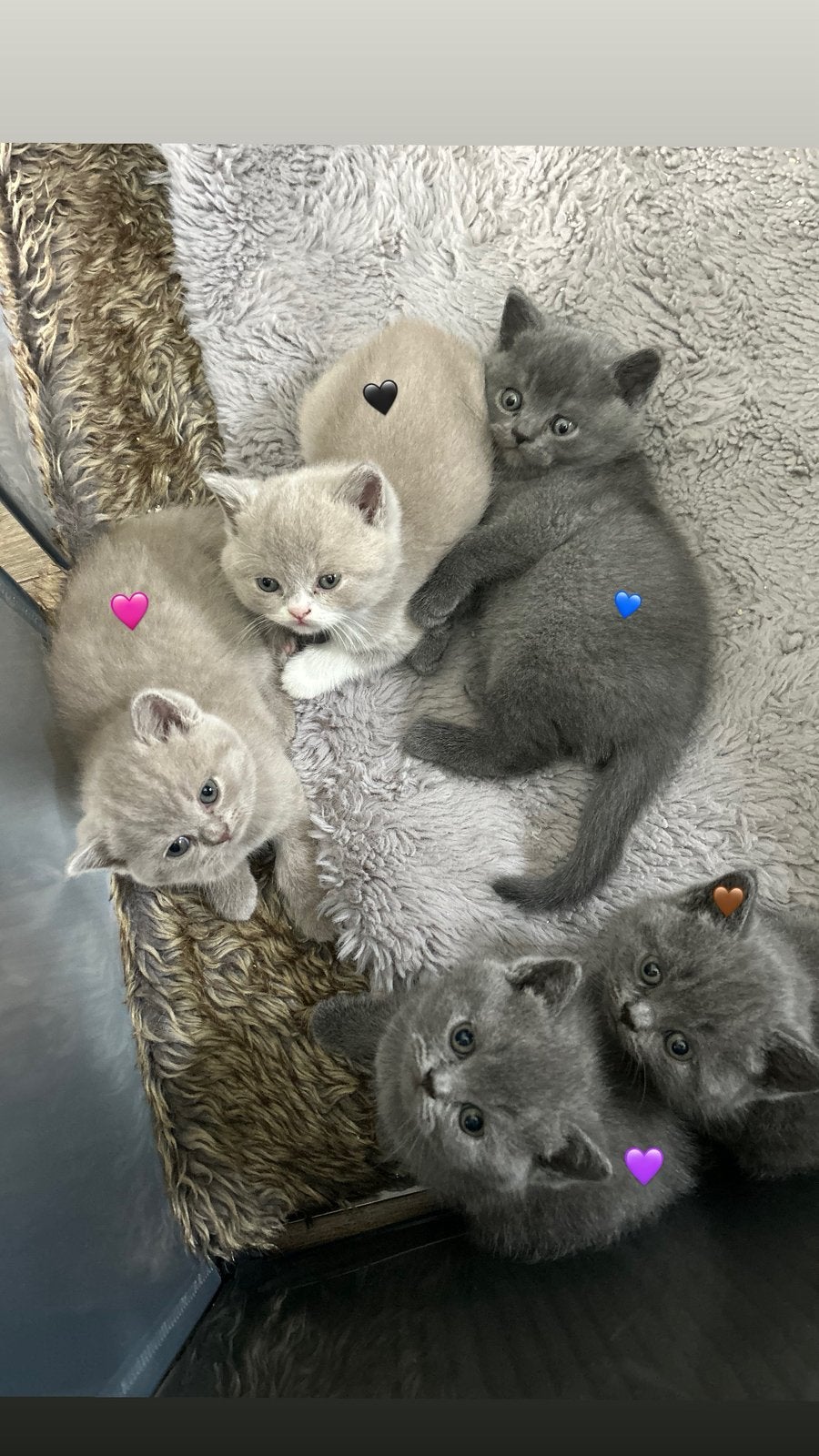 britse korthaar kittens, Meerdere dieren, Gechipt, 0 tot 2 jaar