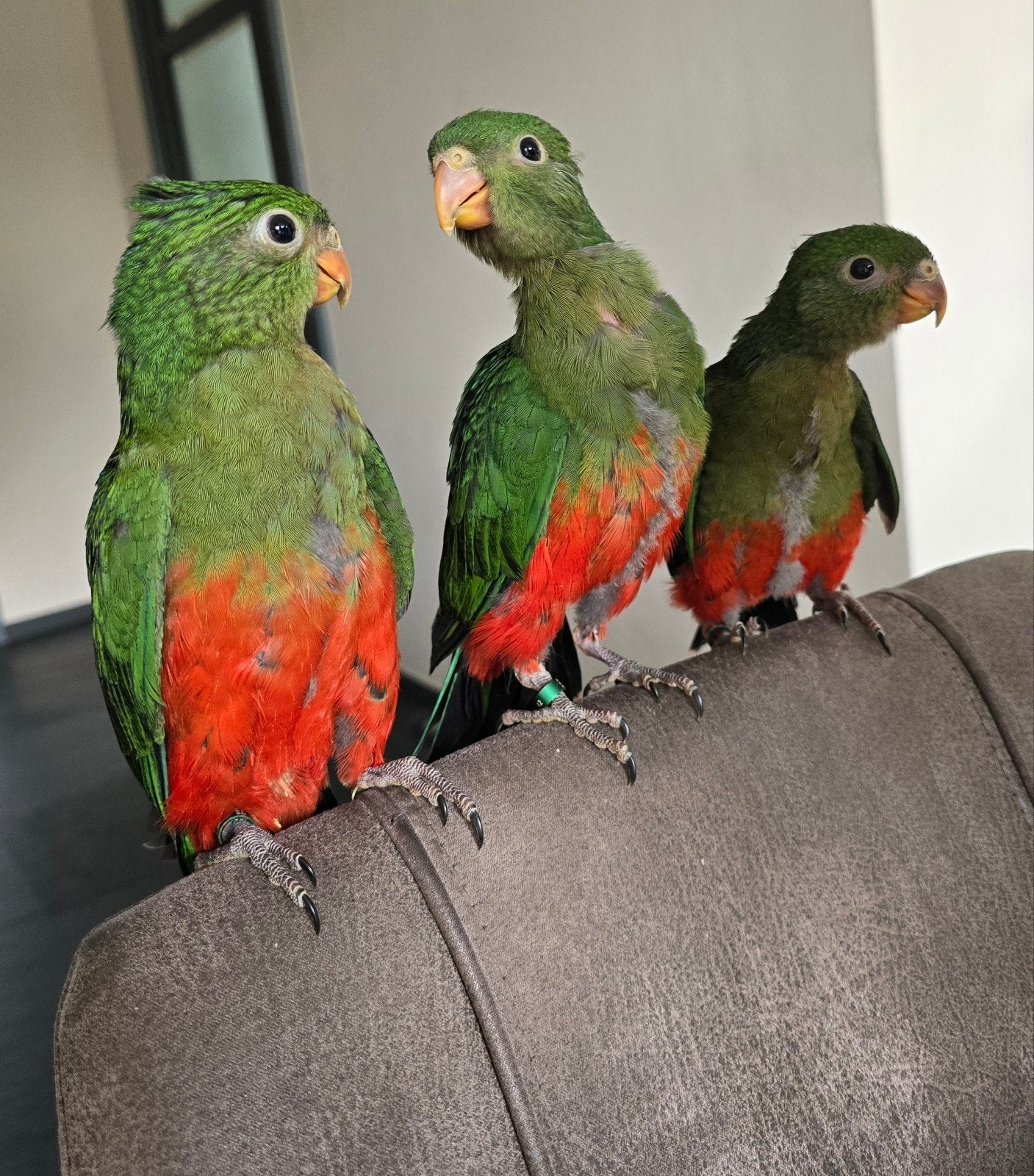 Super tamme jonge KoningsParkieten, Dieren en Toebehoren, Meerdere dieren, Papegaai, Geringd