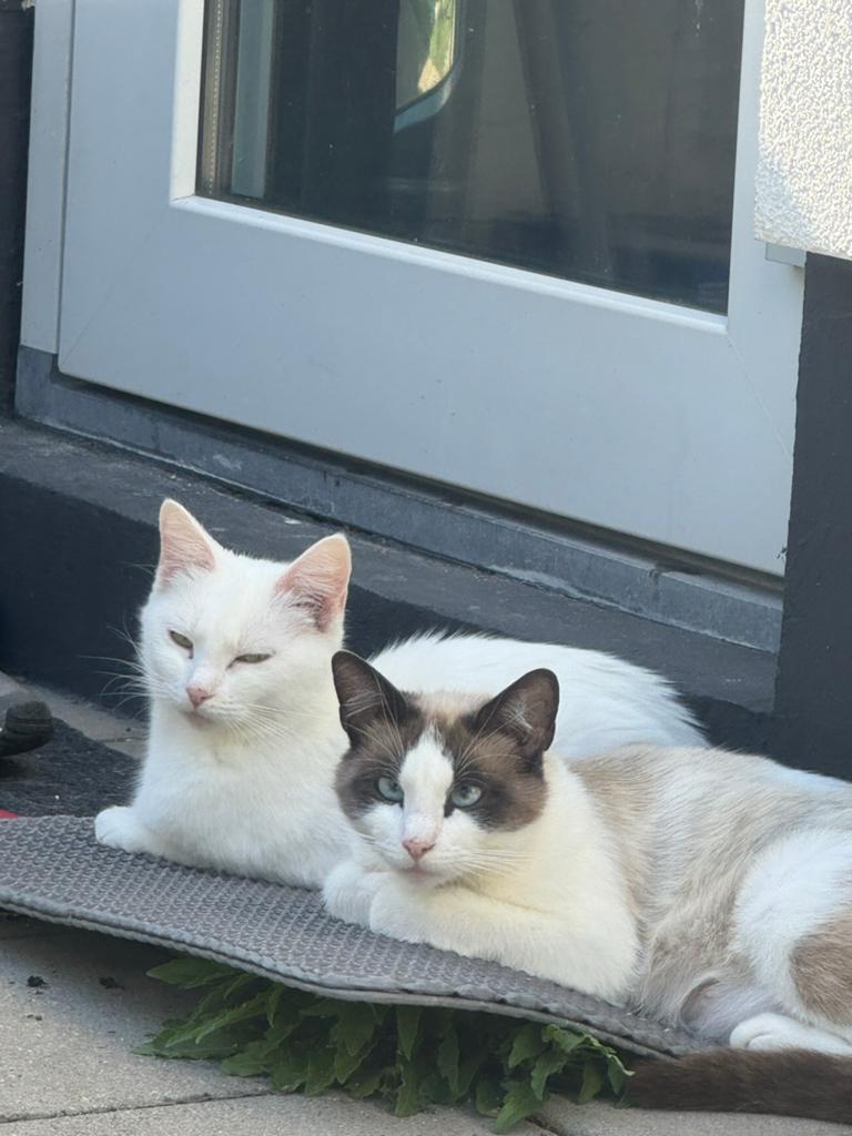Kittens, Meerdere dieren