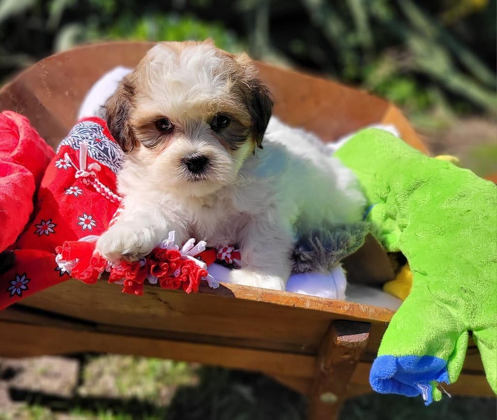 Leuke boomer pups te koop!, Dieren en Toebehoren, Honden | Chihuahua's en Gezelschapshonden, Parvo, Overige rassen, 8 tot 15 weken