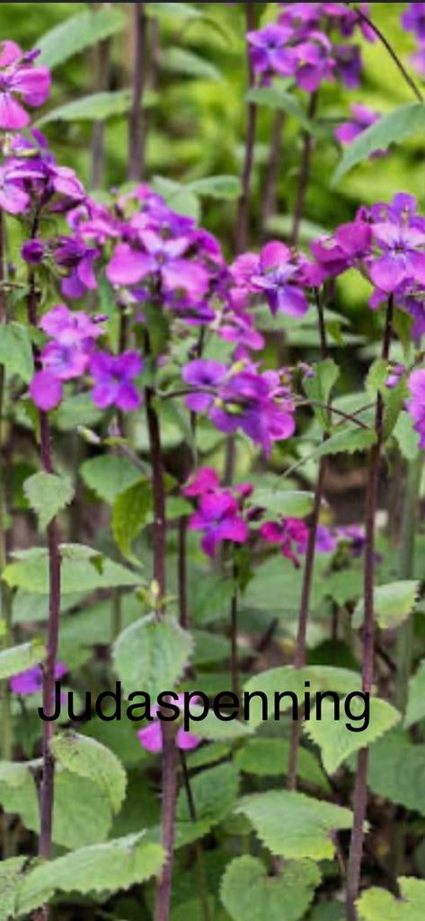 Zaden Lunaria annua. Judaspenning paars, Ophalen of Verzenden, Najaar, Halfschaduw, Zaad