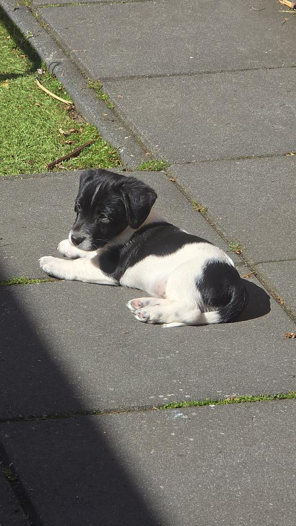 Jack russel puppy .s  alleen nog een reutje te koop, Jack Russell Terriër, 8 tot 15 weken, Meerdere, Meerdere dieren