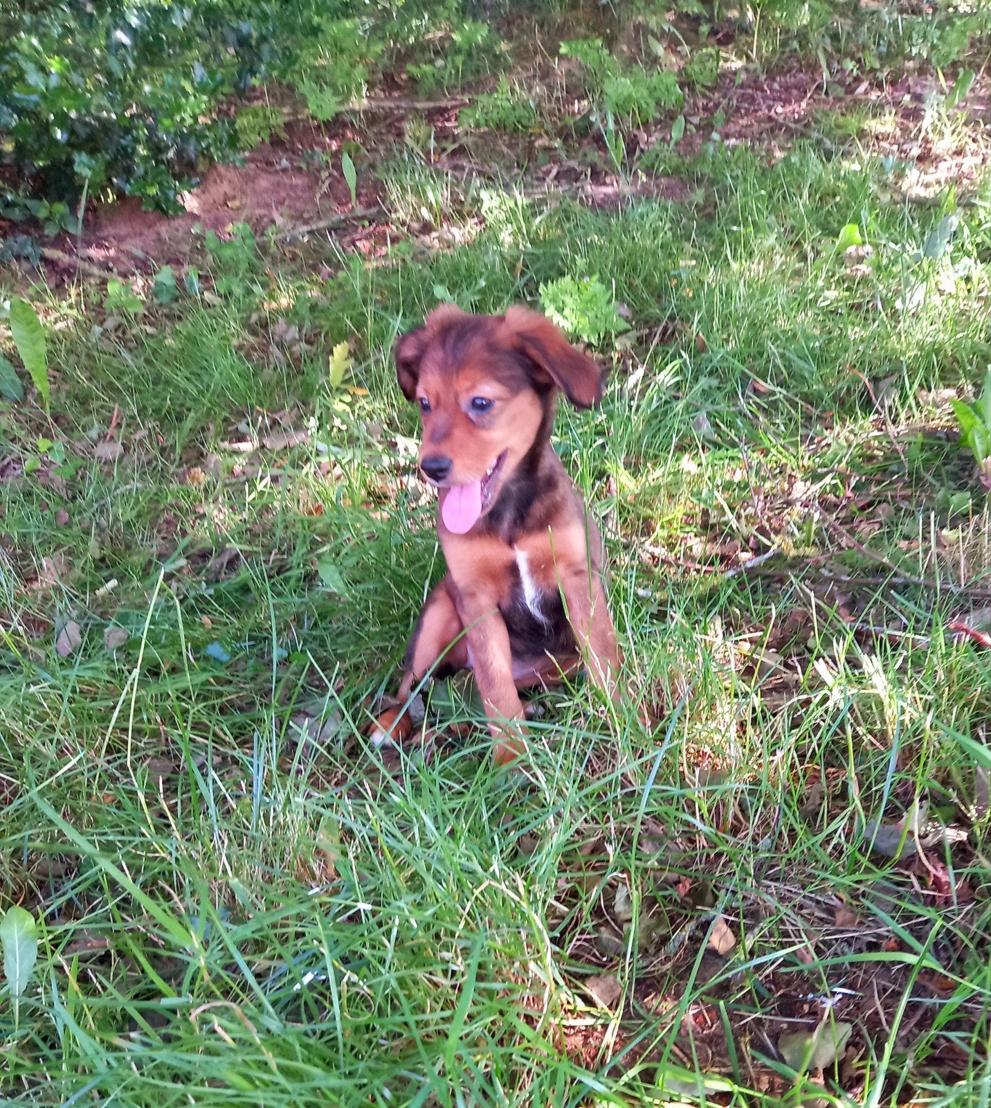 Jack Russel x kruising pups., Parvo, Jack Russell Terriër, 8 tot 15 weken, Meerdere