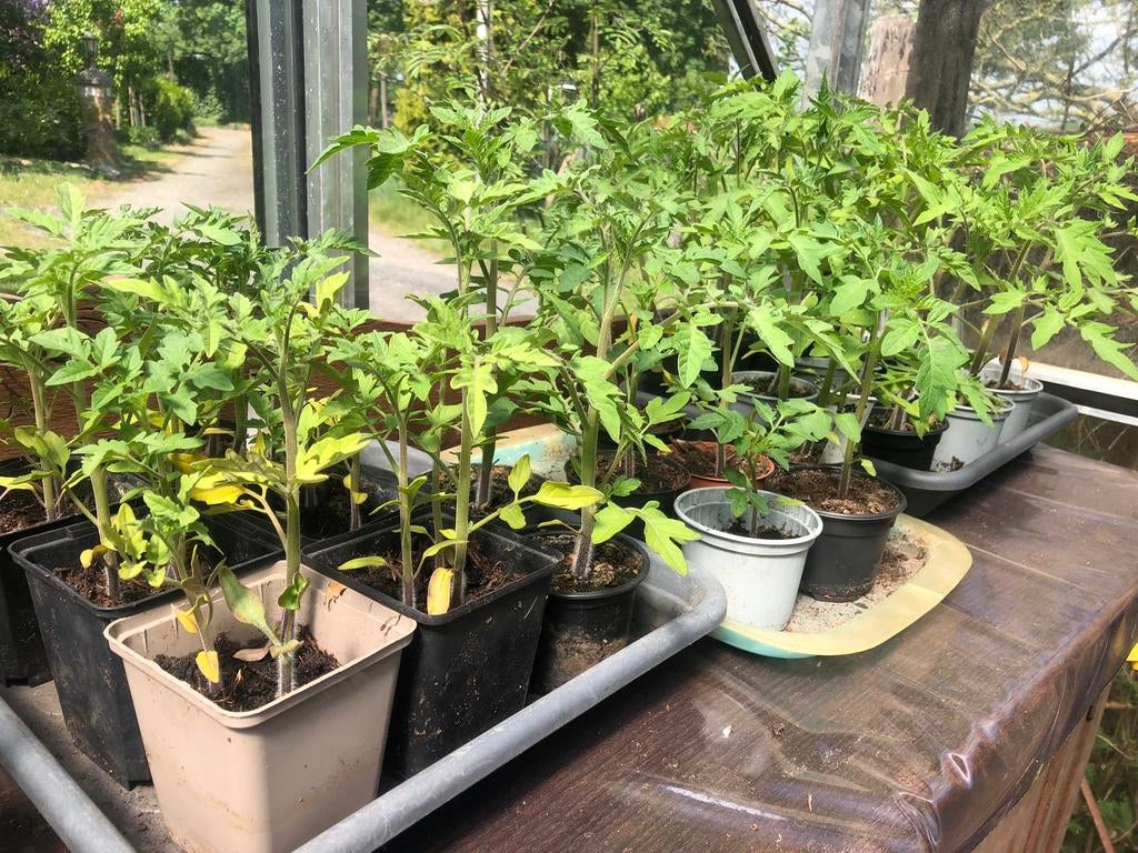 Biologische tomatenplanten, Tuin en Terras, Planten | Tuinplanten, Ophalen, Eenjarig, Groenteplanten, Volle zon