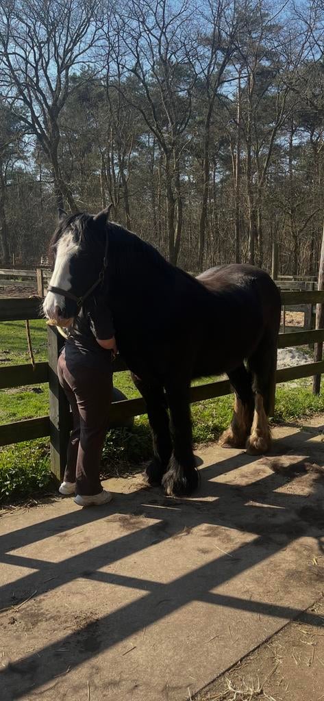 Tinker te koop, Dieren en Toebehoren, Paarden, Ruin, Zadelmak, Minder dan 160 cm, 3 tot 6 jaar, Recreatiepaard, Met stamboom, Gechipt