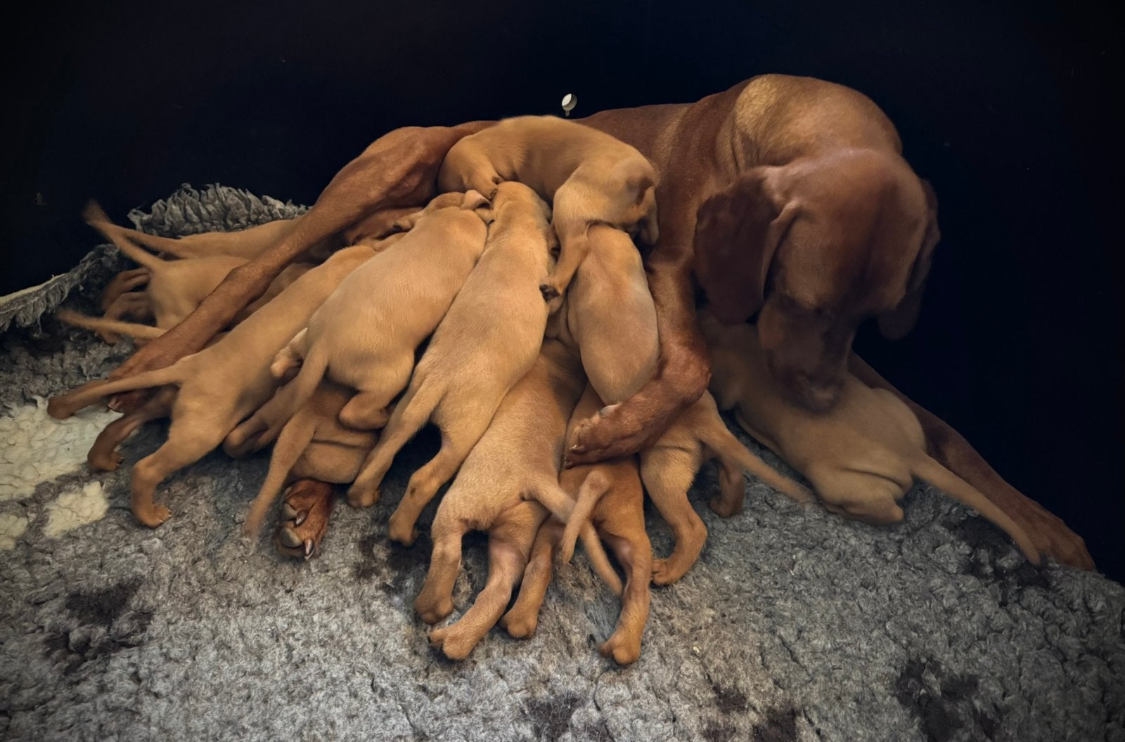 Vizsla pups met FCI Stamboom, Dieren en Toebehoren, Parvo, Overige rassen, 8 tot 15 weken, Meerdere