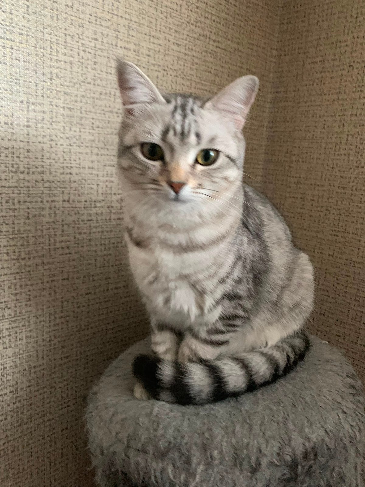 Super lieve kat (Luna 2 jaar), Poes