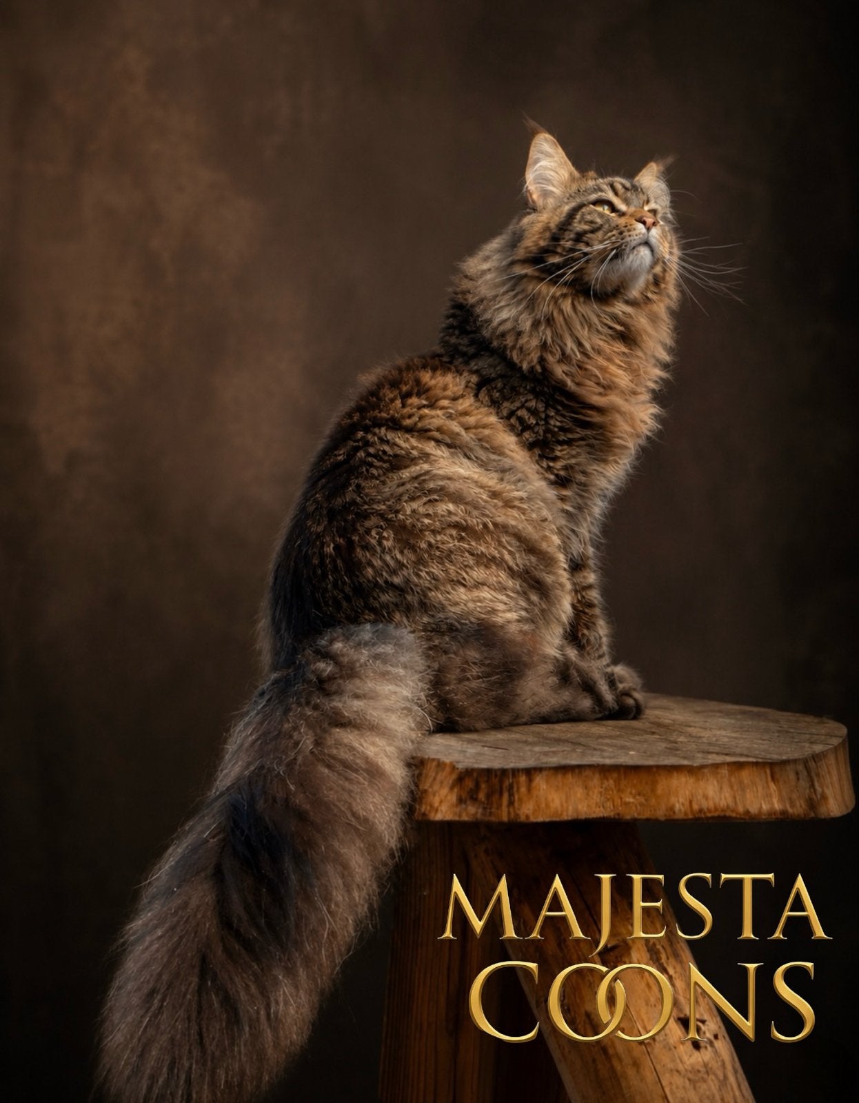 🌐🥇Mowgli🥇🌐 Maine Coon Dekkater, 0 tot 2 jaar