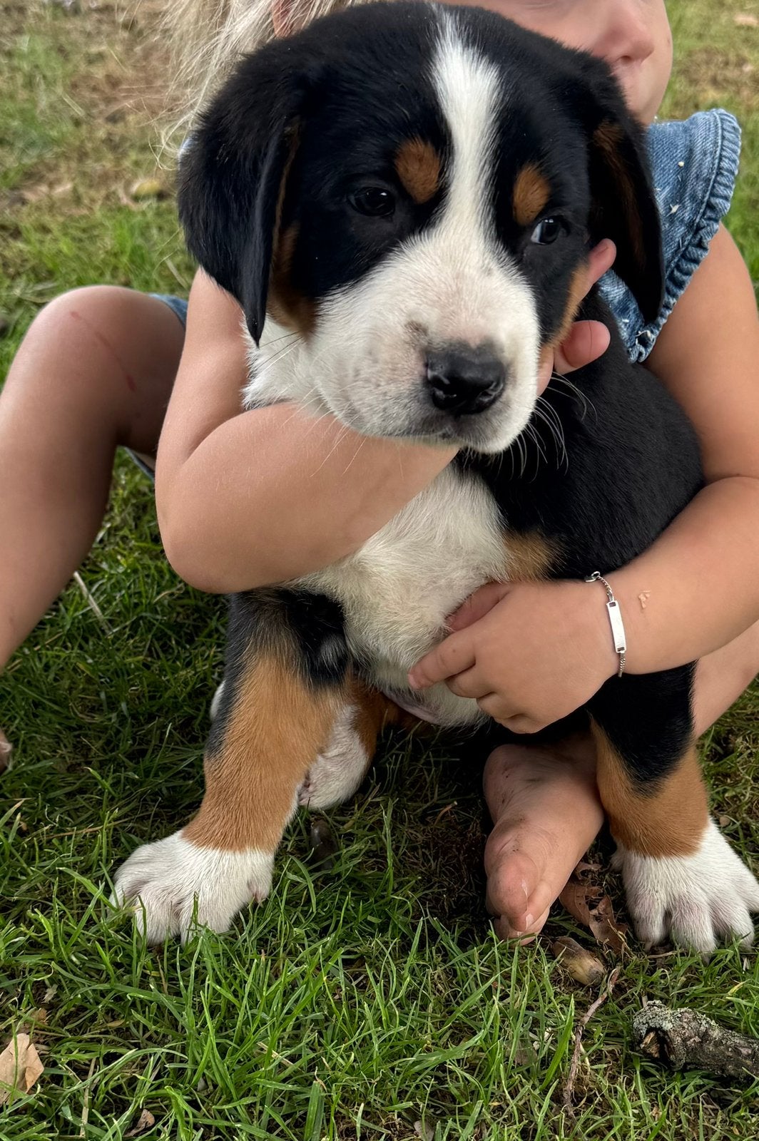 Prachtige Grote Zwitserse Sennenpup reutjes met stamboom, Parvo, Meerdere, Meerdere dieren, Nederland