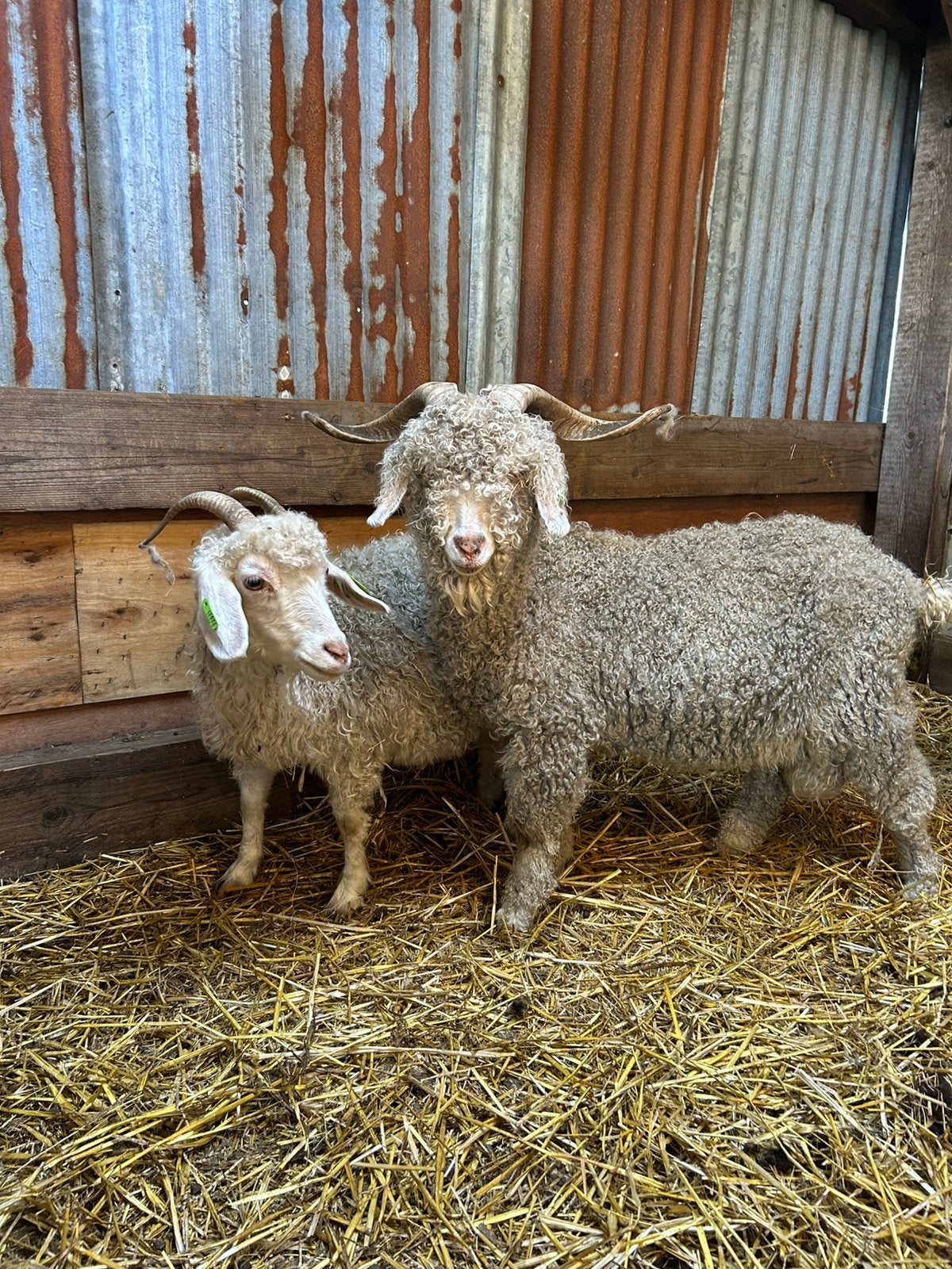Angora geiten, Vrouwelijk, Geit, 3 tot 5 jaar