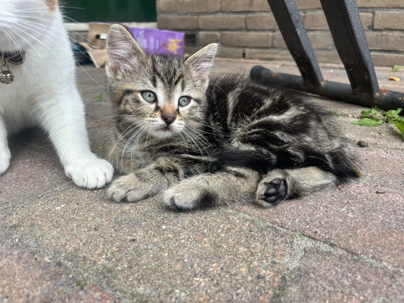 Raggdol kittens, Kater
