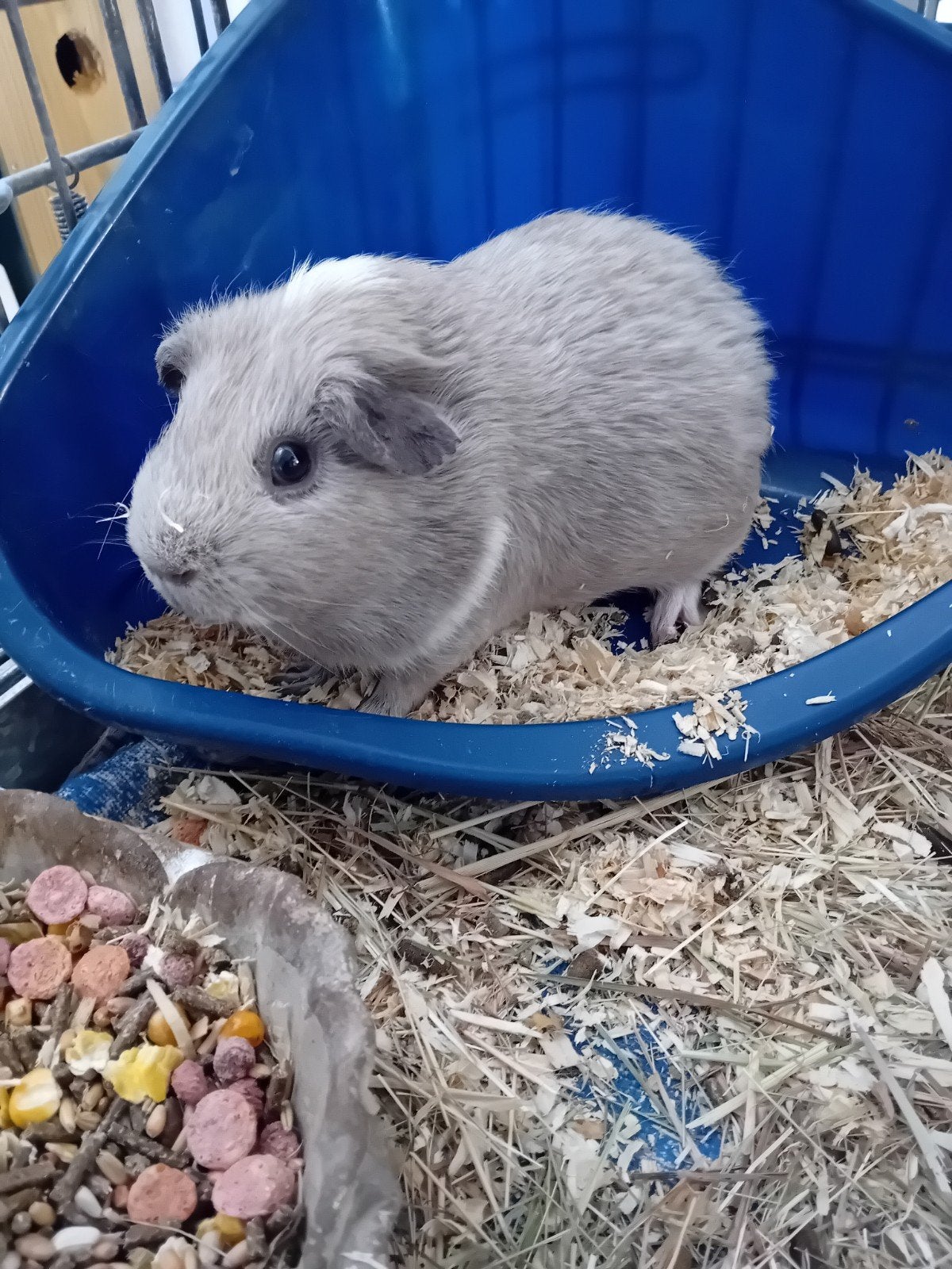 cavia's, Cavia, Augustus, Mannelijk, Tam