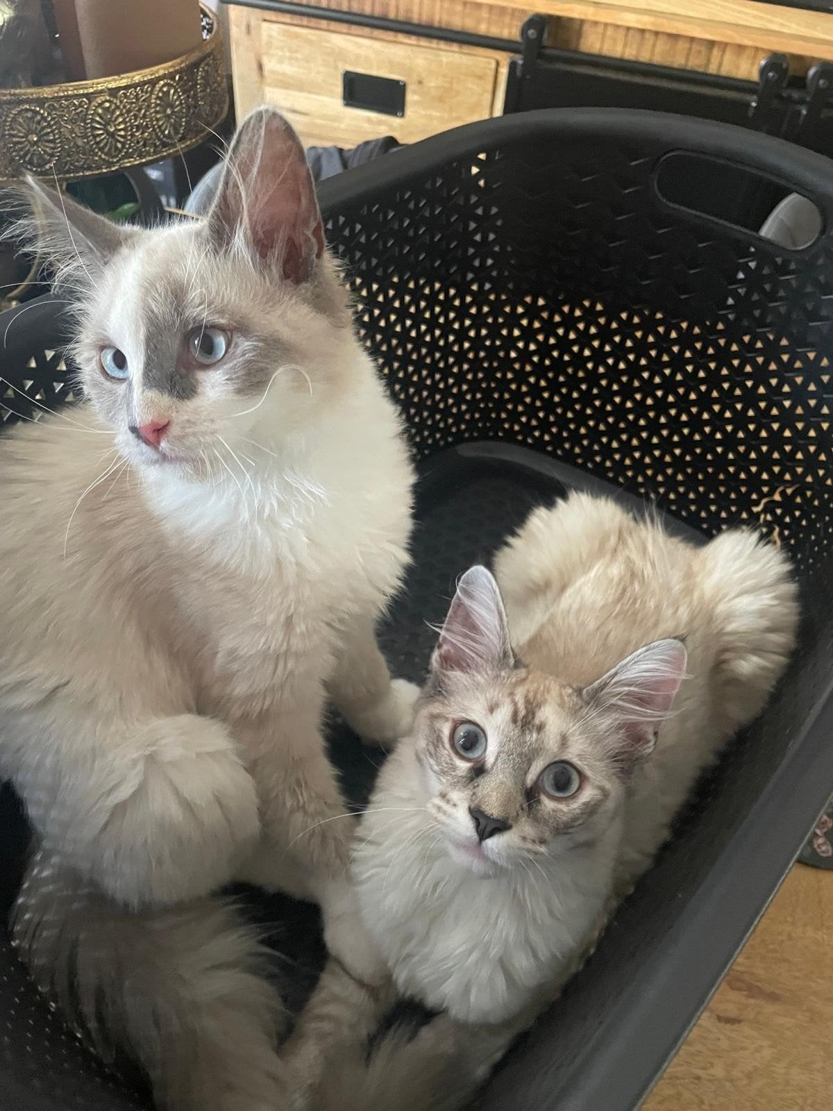 kittens poezen te koop, Dieren en Toebehoren, Katten en Kittens | Overige Katten, Poes