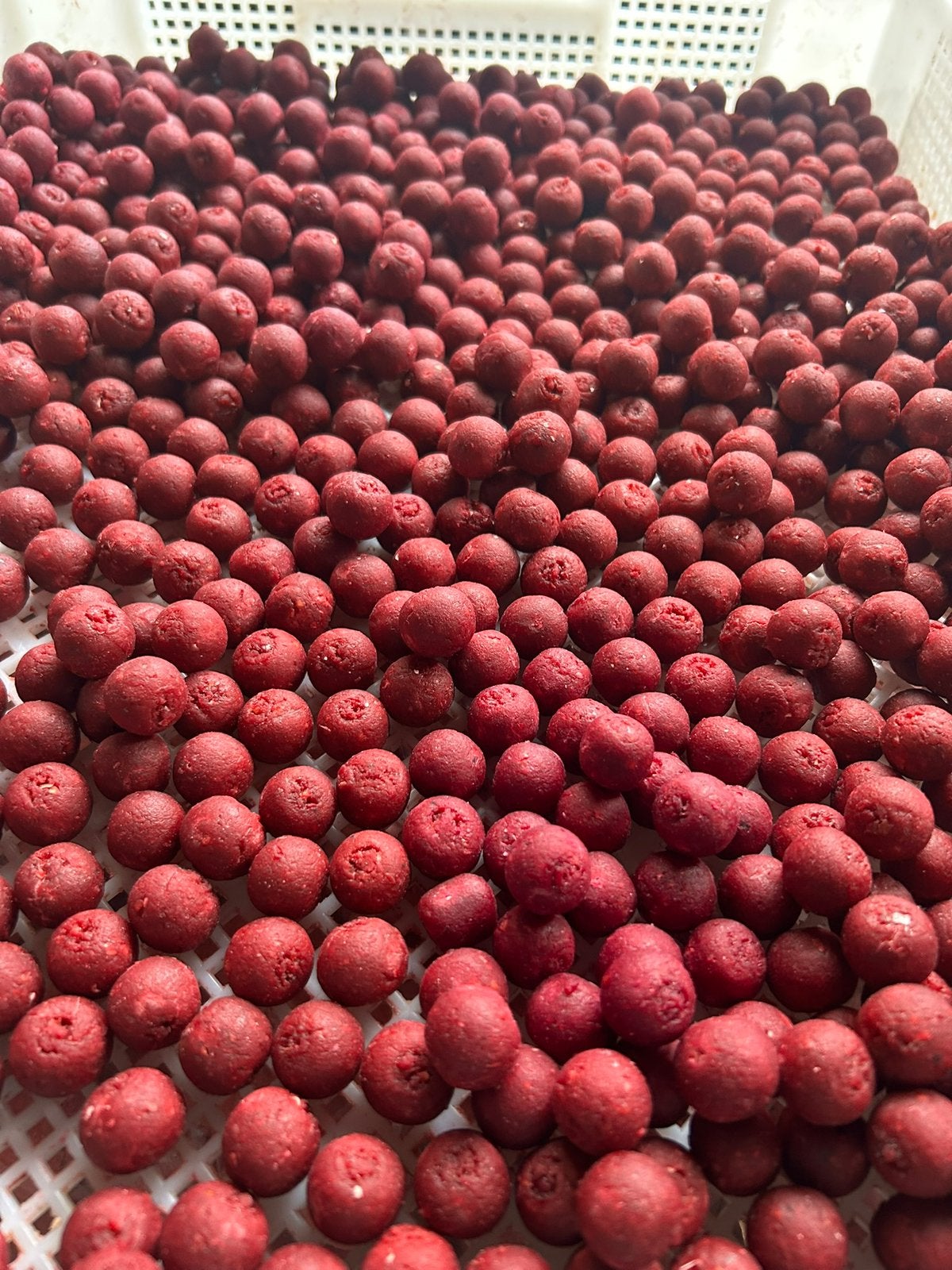 Extreem berry boilie, Ophalen of Verzenden, Nieuw, Overige typen