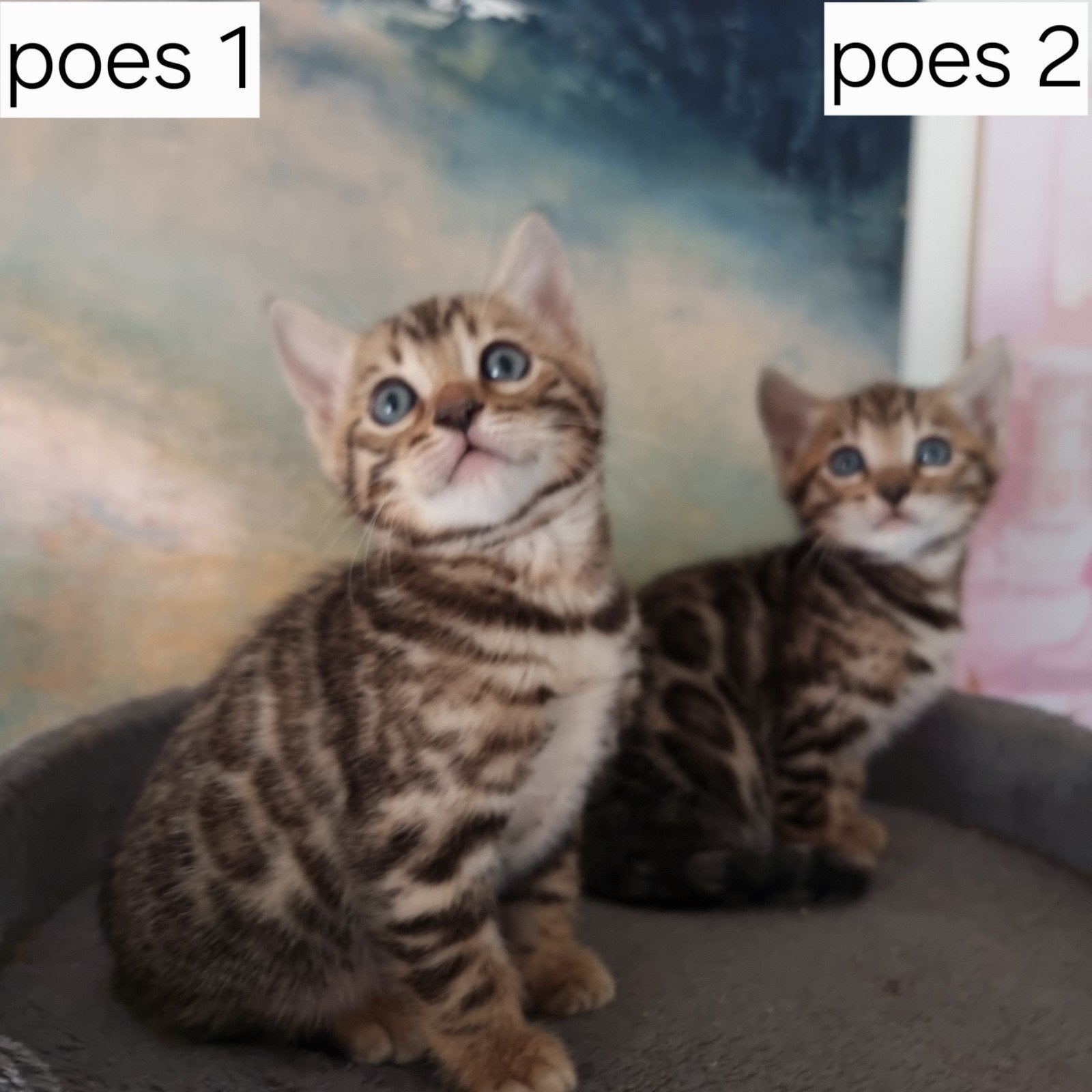 Bengaal kittens met stamboom beschikbaar, Dieren en Toebehoren, Meerdere dieren, Met stamboom, 0 tot 2 jaar