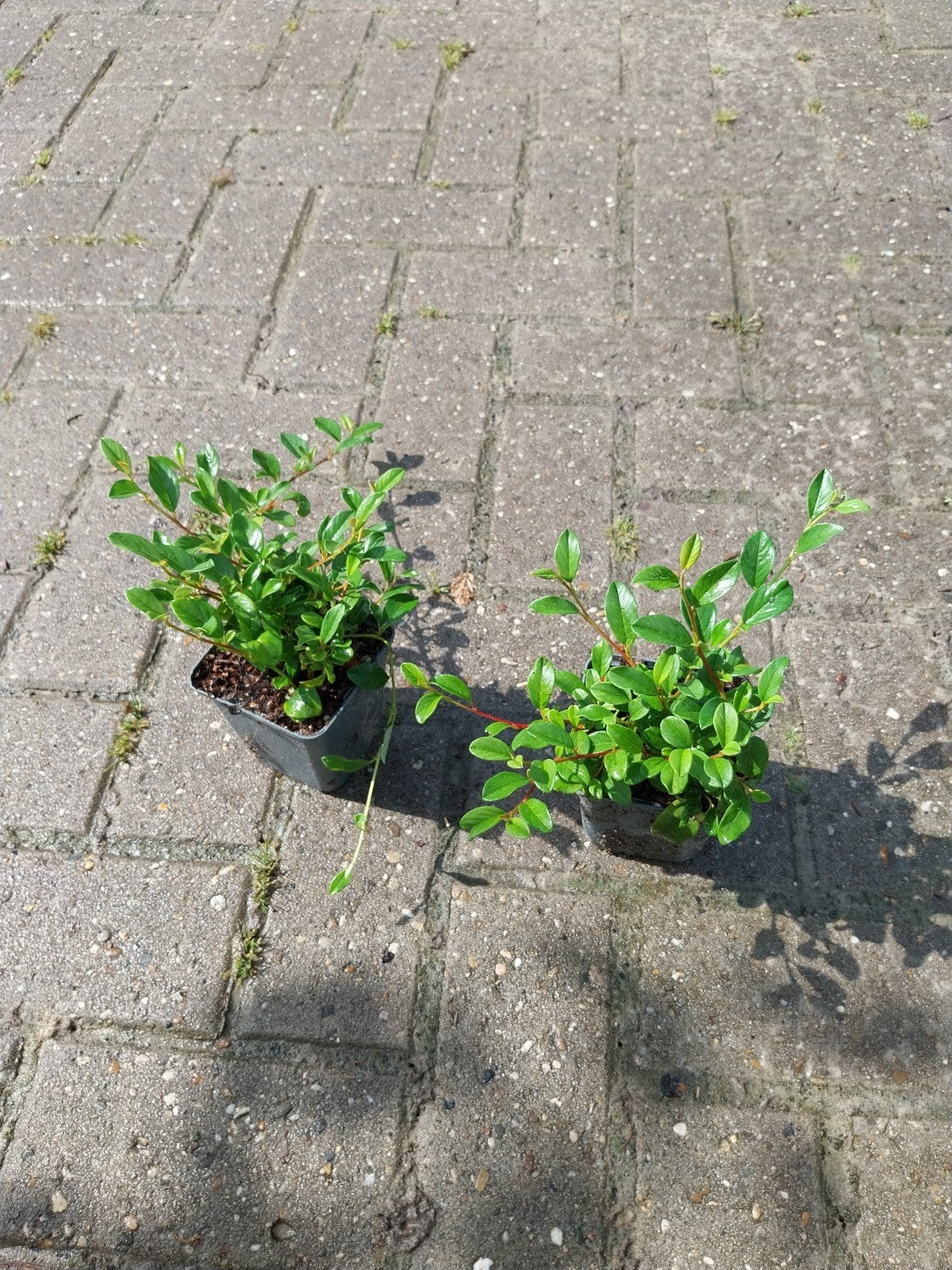 Cotoneaster dammeri - Bodembedekker, Tuin en Terras, Planten | Tuinplanten, Ophalen, Bodembedekkers, Vaste plant, Halfschaduw