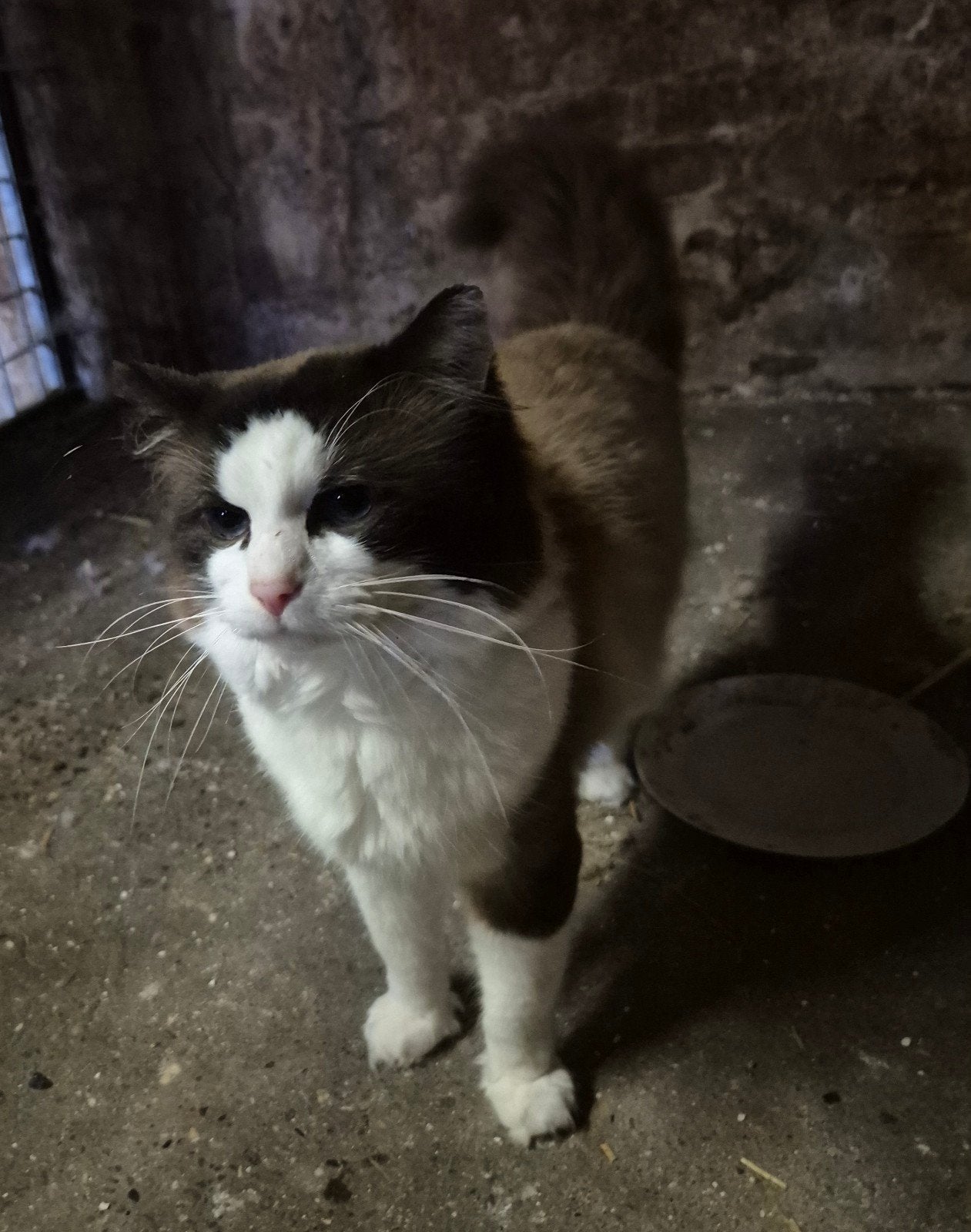 Te koop onze lieve Nio, kater van 4 jaar oud., Dieren en Toebehoren, Kater, Ontwormd, 3 tot 5 jaar