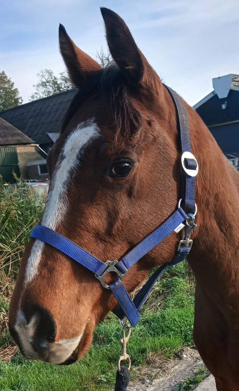 super lieve 4 jarige merrie, Dieren en Toebehoren, Met stamboom, Niet van toepassing, 3 tot 6 jaar, Recreatiepony