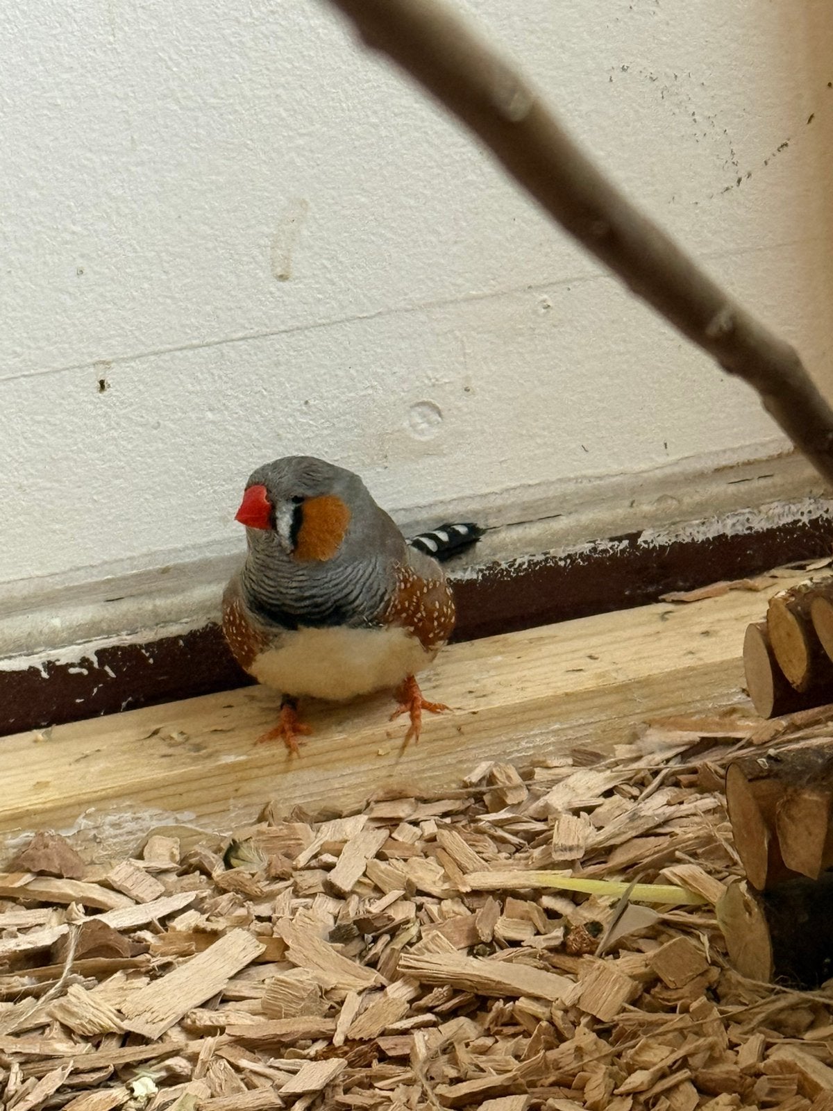 Zebravink bleekrug, Mannelijk, Tropenvogel, Geringd