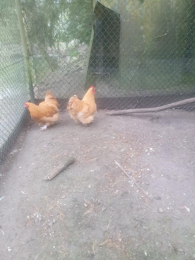 Prachtige orpington hanen 2 stuks. Inf 06 51405527, Dieren en Toebehoren, Pluimvee, Mannelijk, Kip