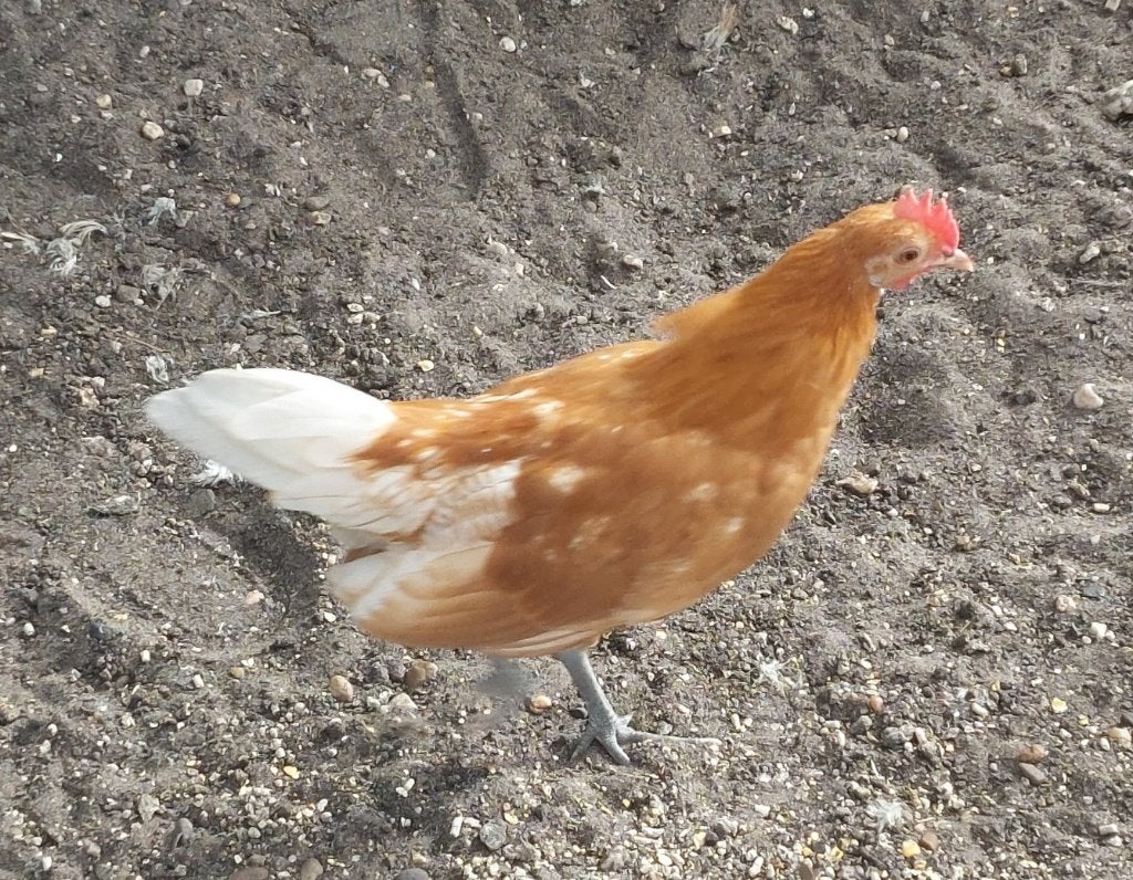 Fries hoen, geelwitpel, haantjes, Dieren en Toebehoren, Mannelijk, Kip