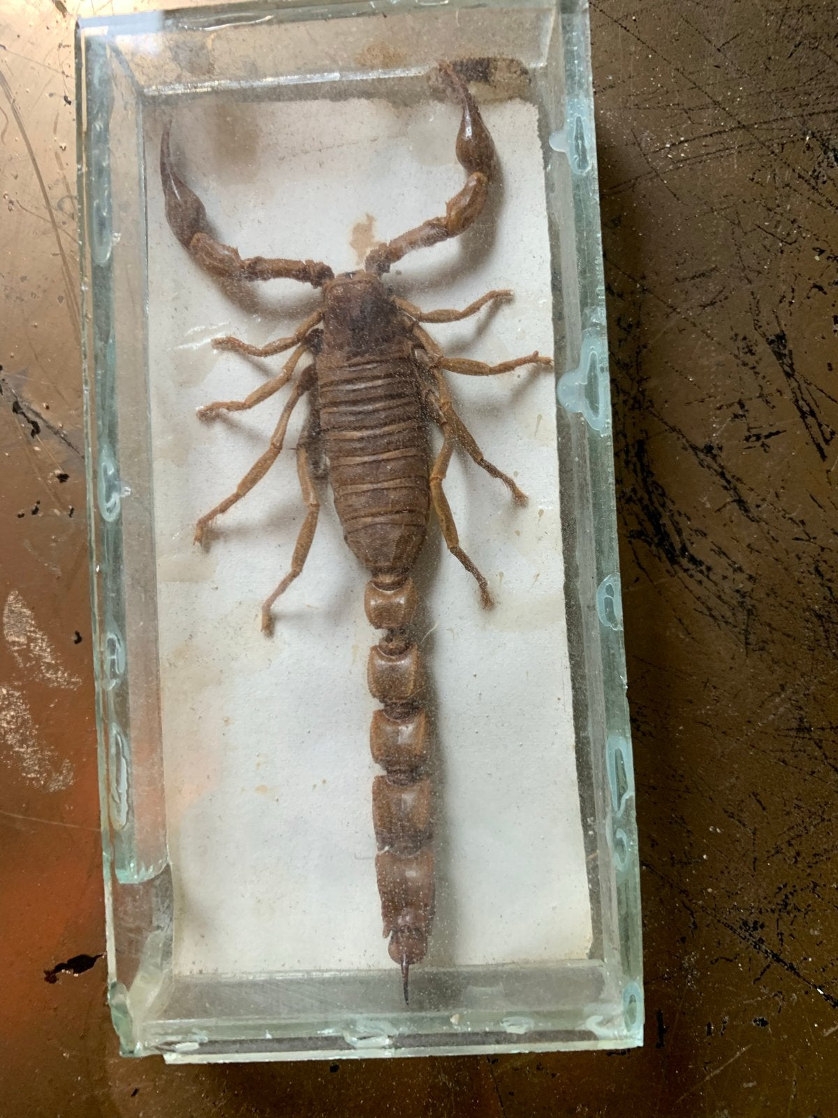 Opgezette scorpioen, Bijen