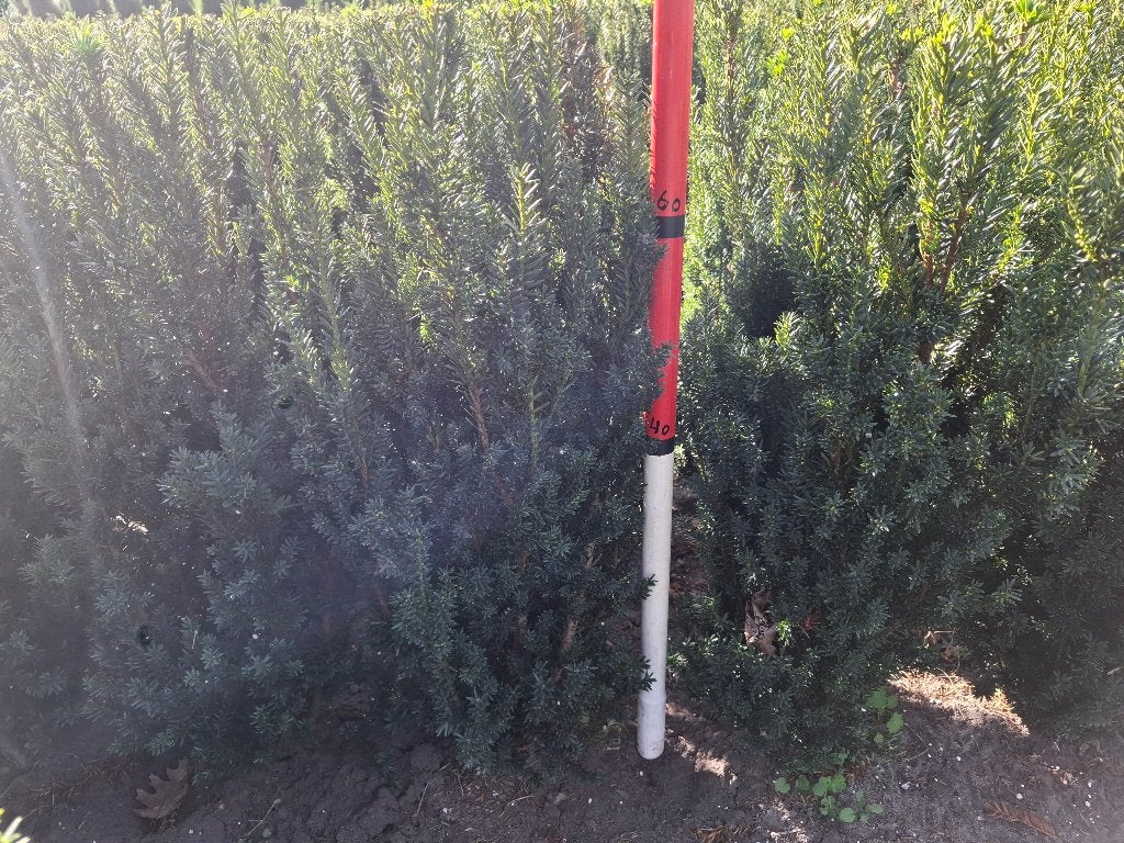 taxus 'groenland', Ophalen, Taxus, Haag, Minder dan 100 cm