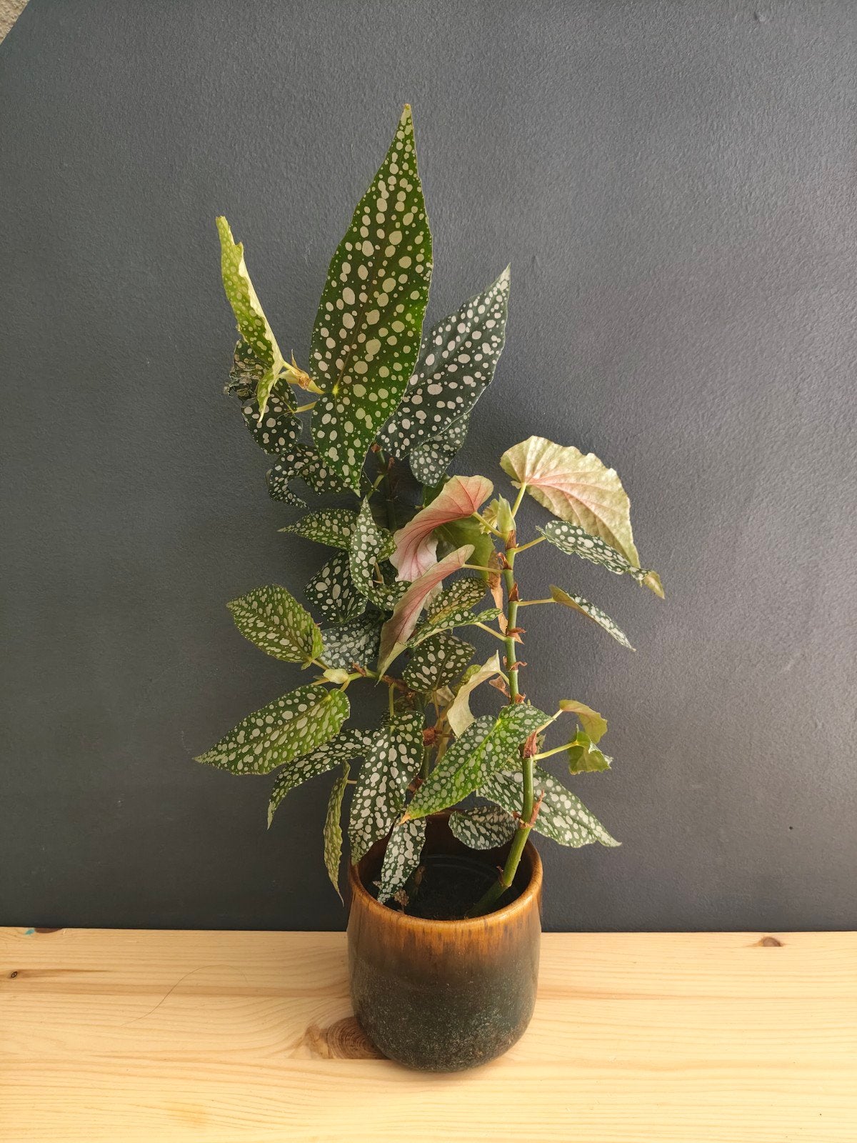 Begonia Silver, Huis en Inrichting, Kamerplanten, Ophalen, Halfschaduw, Minder dan 100 cm