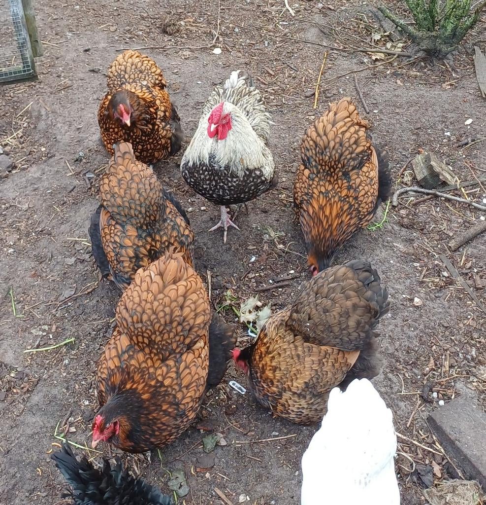 broedeieren. goud en zilvergezoomd, Dieren en Toebehoren, Pluimvee, Meerdere dieren, Kip
