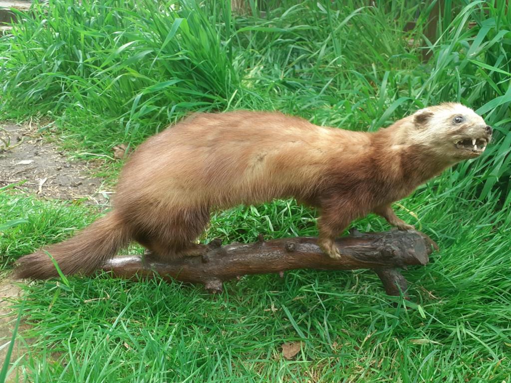 Taxidermie,opgezette Bunzing in Levendige Pose–Uniek object, Ophalen of Verzenden, Zo goed als nieuw, Wild dier, Opgezet dier