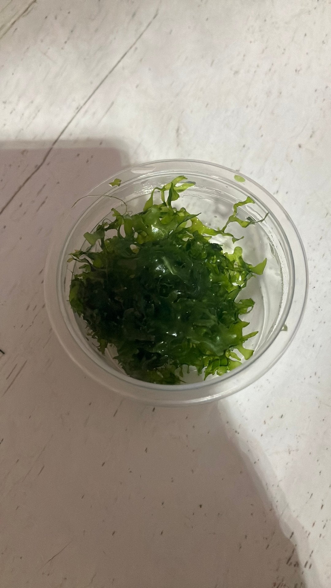 Bakje levermos aquarium, Ophalen of Verzenden, Zo goed als nieuw, Plant(en), Steen of Hout
