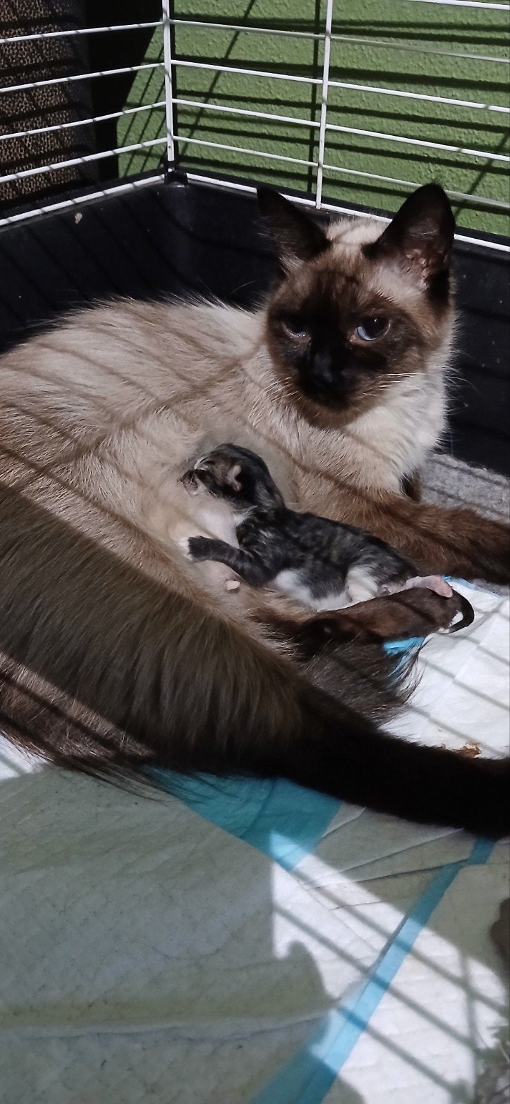 kitten balinees x Siberische kat hypoallergeen, Kater, Ontwormd, 0 tot 2 jaar